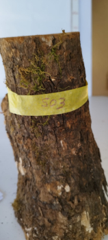 Preview: Trockenes Olivenholz Stammstück 503 Preview: Trockenes Olivenholz Stammstück 503