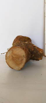 Preview: Trockenes Olivenholz Stammstück 503 Preview: Trockenes Olivenholz Stammstück 503