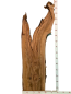 Preview: Sehr große Olivenholz Bohle mit fantastischer Maserung – ideal für Möbelstücke und kreative Holzarbeiten, aus einem 400 Jahre alten Baum.