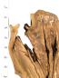 Preview: Rustikales, sehr großes Olivenholzbrett mit einzigartigem Charme aus einem 450 Jahre alten Baum – ideal für kreative Projekte und individuelle Designs.