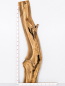 Preview: Olivenholzbohle 207,5–213 x 24–64 x 4 cm – Trockenes Olivenholz Rohware Baumoptik - B643