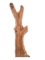 Preview: Große 215 cm Olivenbaum Bohle mit voller Baumoptik und Rinde 1206