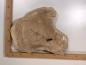 Preview: 2 identische Olivenholz Baumscheiben – Geschliffene und luftgetrocknete Querschnitte aus Olivenbaum