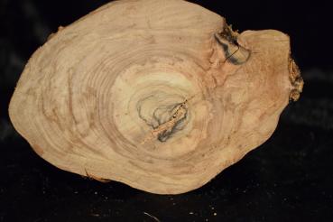 Olivenbaum Stammstück schnitzen