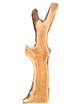 Große 215 cm Olivenbaum Bohle mit voller Baumoptik und Rinde 1206