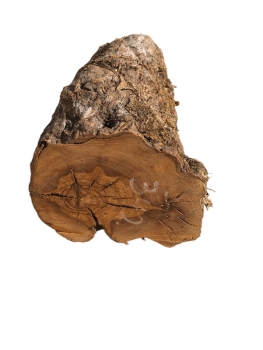 Knorriges und etwas Rissiges Olivenholz-Stamstück 342