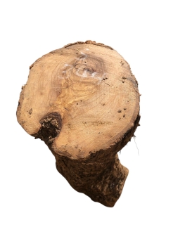 Knorriges und voll massives Olivenholz-Stammstück 344