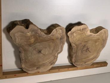 2 identische Olivenholz Baumscheiben – Geschliffene und luftgetrocknete Querschnitte aus Olivenbaum