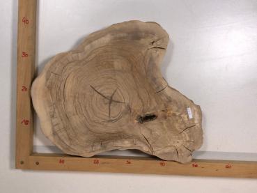 2 identische Olivenholz Baumscheiben – Geschliffene und luftgetrocknete Querschnitte aus Olivenbaum