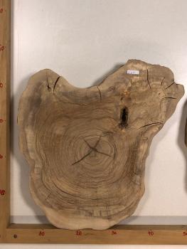 2 identische Olivenholz Baumscheiben – Geschliffene und luftgetrocknete Querschnitte aus Olivenbaum