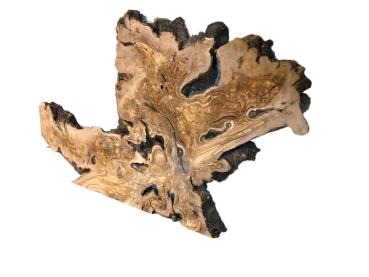 Wilde Olivenbaum Wurzelscheibe, ideal für kreative Anwendungen und individuelle Gestaltungen mit Epoxidharz.