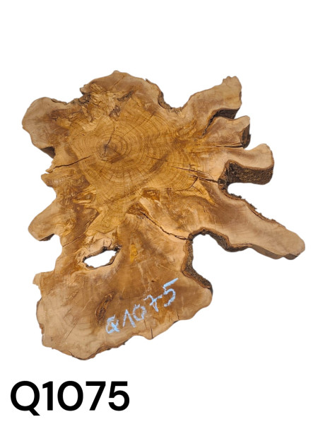 TROCKENE Olivenholz Baumscheibe URIG RUSTIKAL & voll massiv Q1075