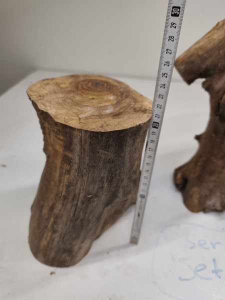 kleine trockene Olivenholz Stammastücke knorrig und gegabelt ohne Rinde 3er Set 74