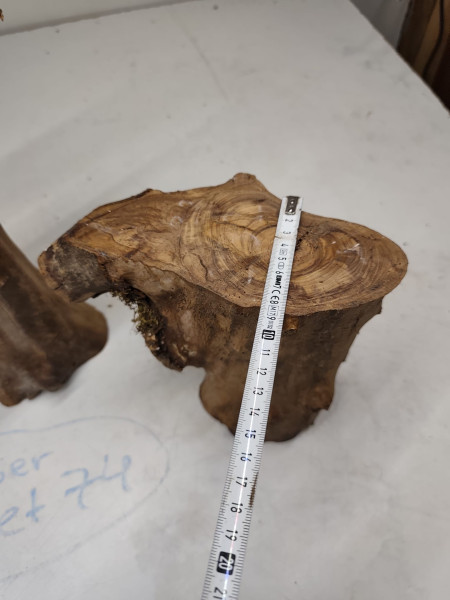 kleine trockene Olivenholz Stammastücke knorrig und gegabelt ohne Rinde 3er Set 74