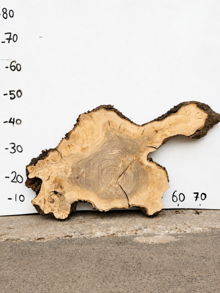 Preview: Olivenholz Baumscheibe 70 cm – Trockenes Olivenholz für Epoxidharz Tischplatte Unikat