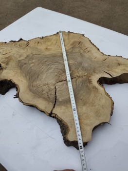 Olivenholz Baumscheibe 70 cm – Trockenes Olivenholz für Epoxidharz Tischplatte Unikat