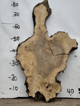 Olivenholz Baumscheibe 70 cm – Trockenes Olivenholz für Epoxidharz Tischplatte Unikat