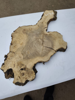 Olivenholz Baumscheibe 70 cm – Trockenes Olivenholz für Epoxidharz Tischplatte Unikat