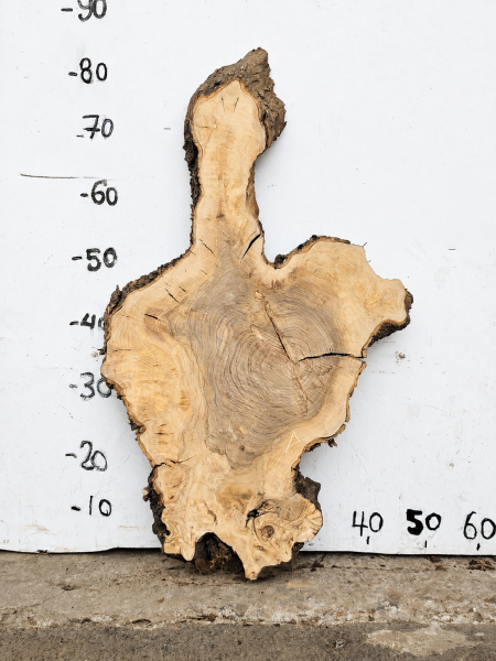 Olivenholz Baumscheibe 70 cm – Trockenes Olivenholz für Epoxidharz Tischplatte Unikat