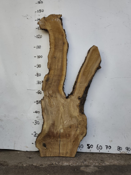 Olivenholzbohle 145 cm – Trockenes Olivenholz für Epoxidharz Tischplatte Unikat