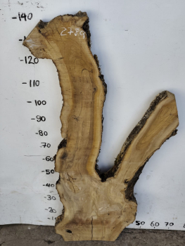 Olivenholzbohle 145 cm – Trockenes Olivenholz für Epoxidharz Tischplatte Unikat