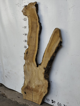 Preview: Olivenholzbohle 145 cm – Trockenes Olivenholz für Epoxidharz Tischplatte Unikat