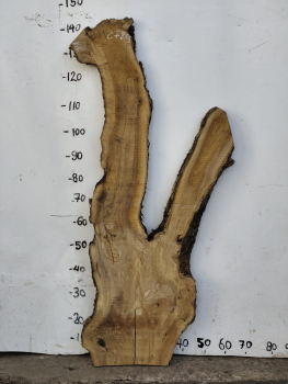 Olivenholzbohle 145 cm – Trockenes Olivenholz für Epoxidharz Tischplatte Unikat