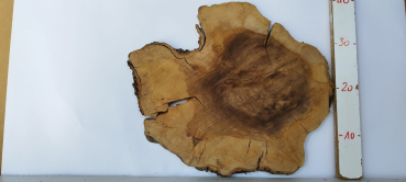 trockene Olivenbaum Scheibe Baumscheibe 502