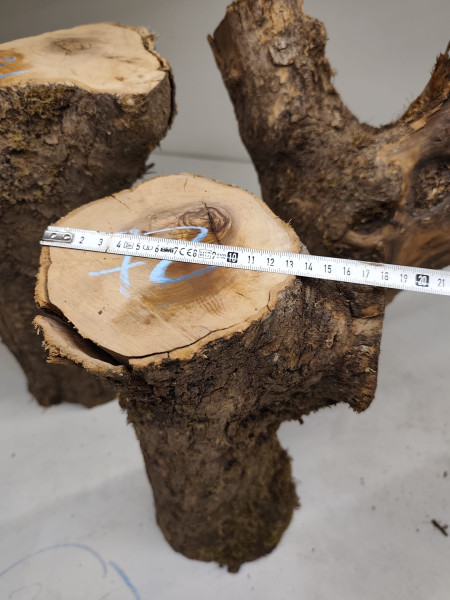 trockene Olivenholz Stammstücke mit Gabelung 3er Set 72