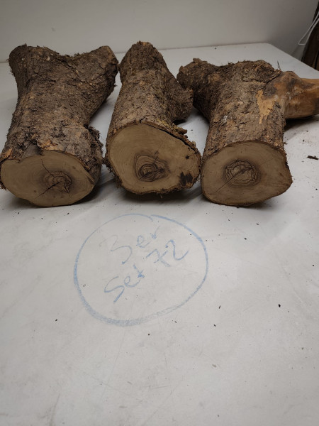 trockene Olivenholz Stammstücke mit Gabelung 3er Set 72