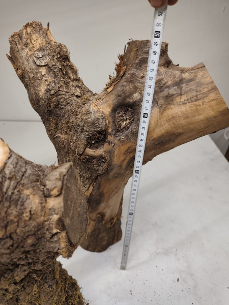 trockene Olivenholz Stammstücke mit Gabelung 3er Set 72