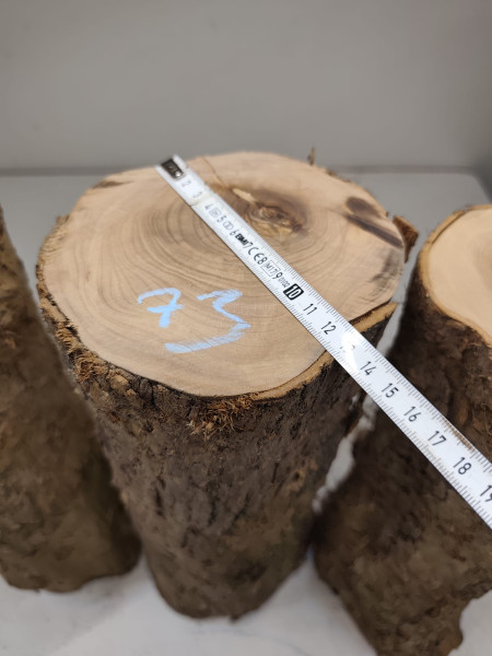 trockene Olivenholz Stammstücke zum drechseln 3er Set 73