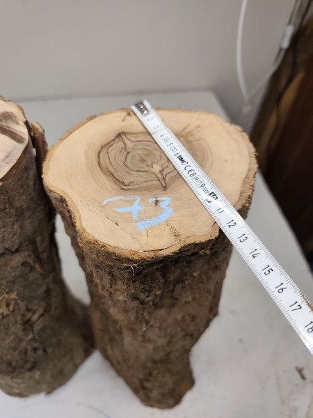 trockene Olivenholz Stammstücke zum drechseln 3er Set 73