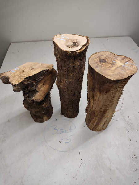 trockene und knorrig gewachsene Olivenholz Stammware im 3er Set 75