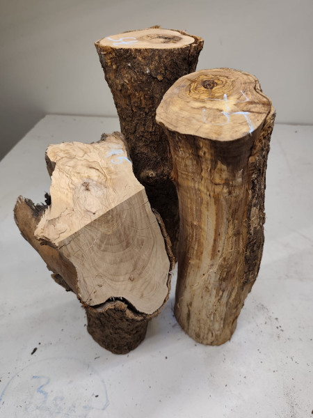 trockene und knorrig gewachsene Olivenholz Stammware im 3er Set 75