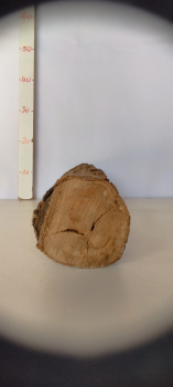 trockenes-Olivenbaum-Stammstück-501
