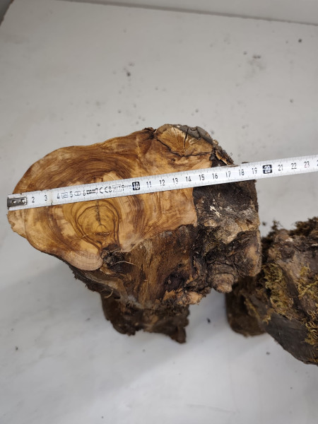 trockenes Olivenbaum Stammstücke 3er Set 71