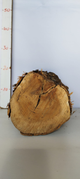 trockenes-Olivenholz-Rohware-Stammstück-500