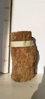 trockenes-Olivenholz-Stammstück-massiv-424
