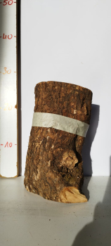 trockenes-Stammstück-vom-Olivenbaum-Rohware-423