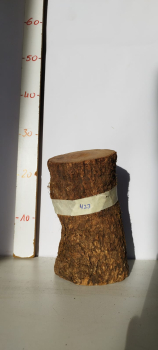 trockenes-Stammstück-vom-Olivenbaum-Rohware-423