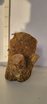 trockenes-knorriges-Olivenholz-Stammstück-505