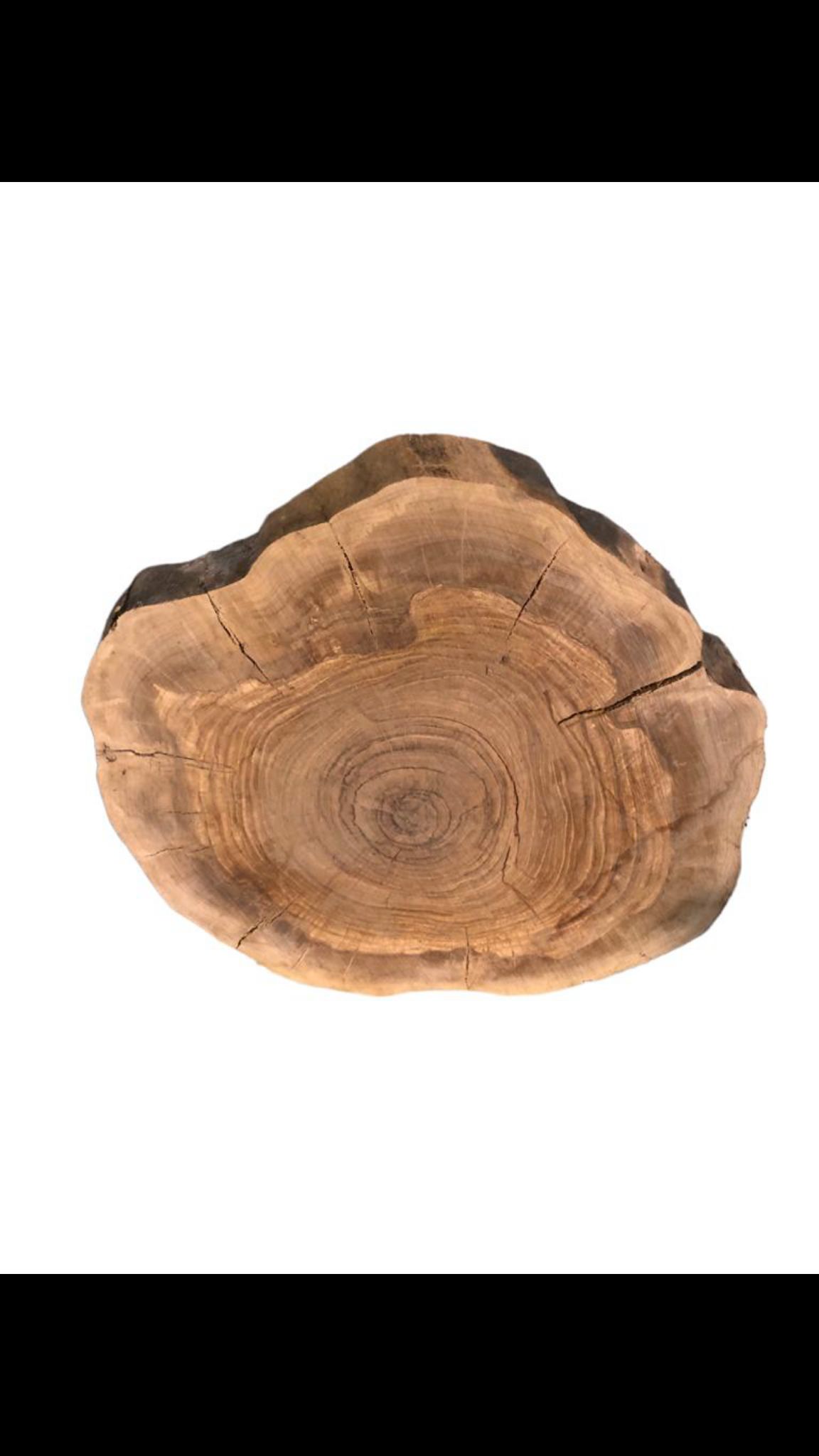 5 Olivenbaum Querschnitte  Vorgehobelt und luftgetrocknet