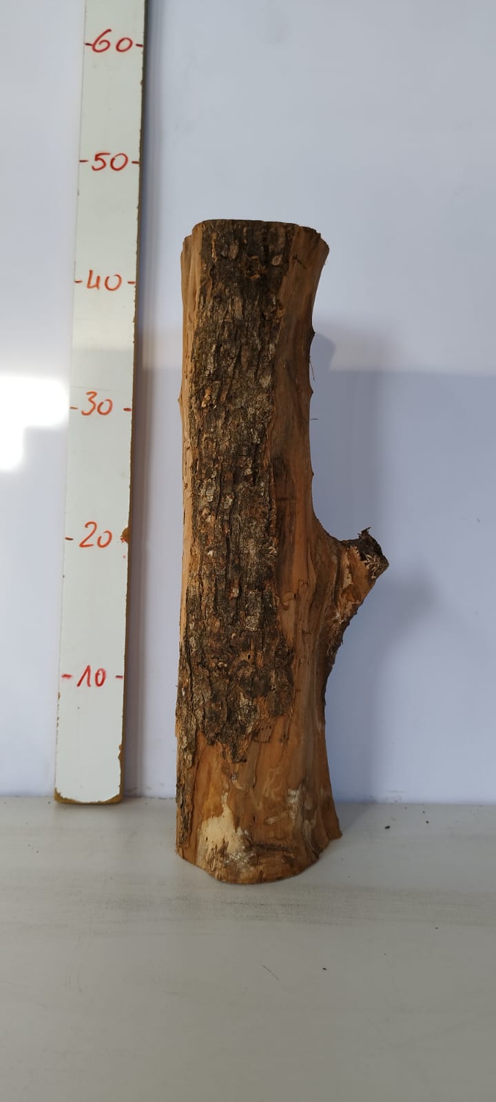 Olivenholz Stammstck 39 cm  Trockenes Olivenholz Rohware