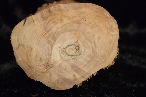 Stammstück Olivenholz Olivenbaum drechseln schnitzen