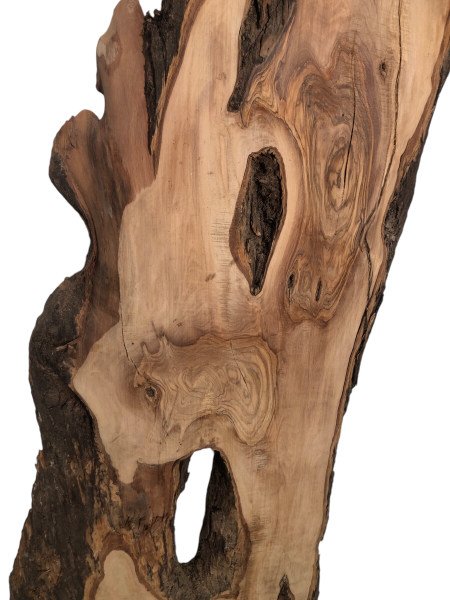 Uriges Olivenholzbrett mit natürlichem Rindenanteil und Löchern, ideal für kreative Epoxidharz-Projekte.