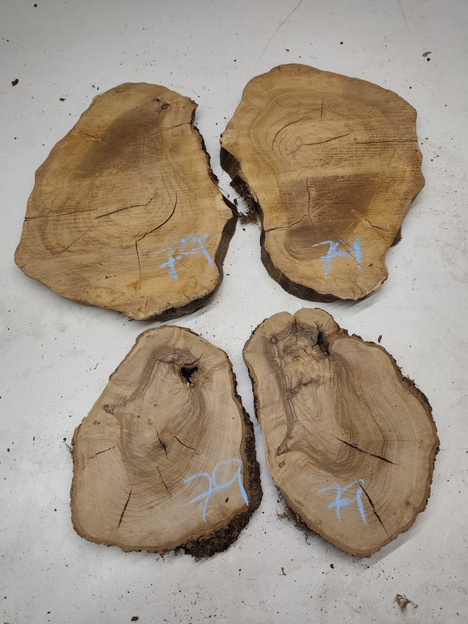 4 trockene Olivenholz Baumscheiben - 2 Zwillinge - voll massiv Nr. 79