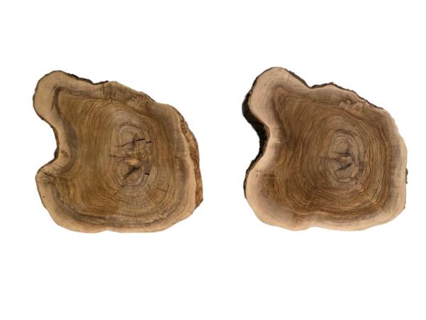 2 massive Olivenholz Baumscheiben – Vorgehobelte und luftgetrocknete Olivenholz Querschnitte