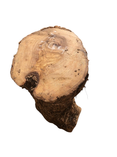 Knorriges und voll massives Olivenholz-Stammstück 344
