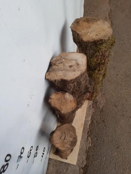 4er Set Olivenholz Stammstücke – Vielfältige Rohwaren Dieses Set besteht aus langen, unterschiedlich dicken Olivenholz Stammstücken, ideal für kreative Projekte wie Drechseln und Basteln.